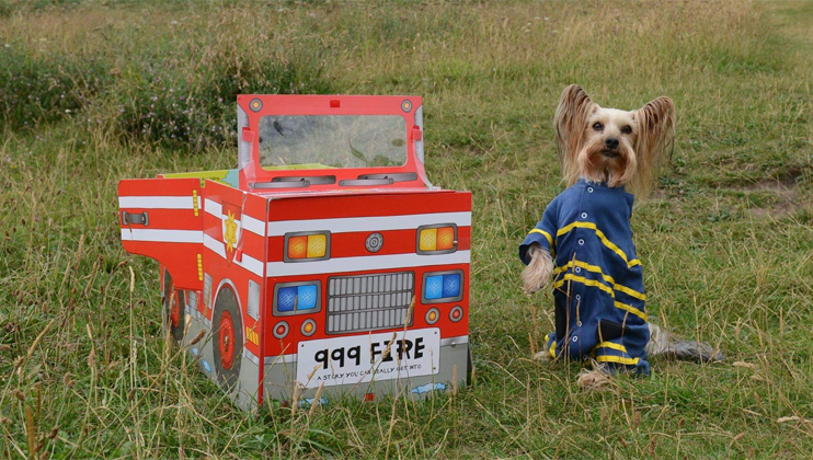 Three-legged Yorkshire Terrier releases third calendar for fire service